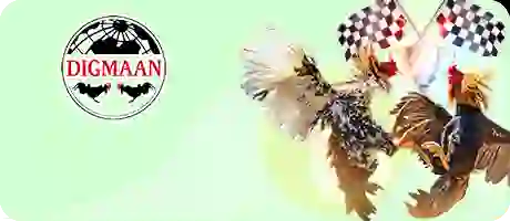 đá gà trực tuyến 66vn